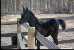 2012 Black Colt
