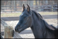 2012 Black Colt
