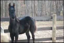 2012 Black Colt