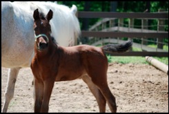 2012 Bay Filly
