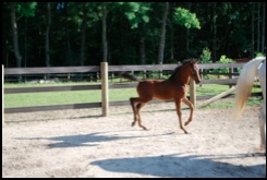 2012 Bay Filly
